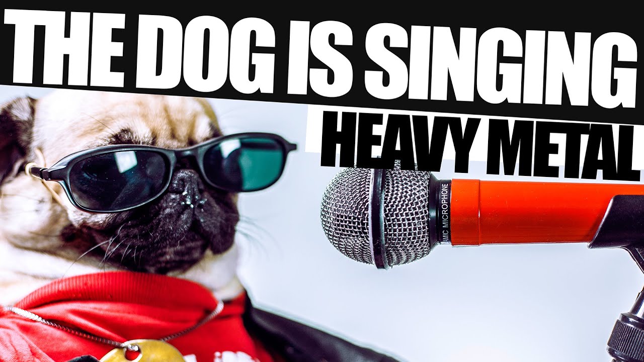 Drumming Pug - The Dog is singing HEAVY METAL