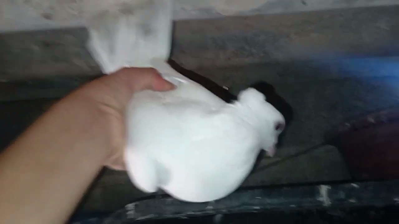 تولعا هربانه ديال بصح اخوتي لهاد مرحبا بكم في قنات😎🤯🥳