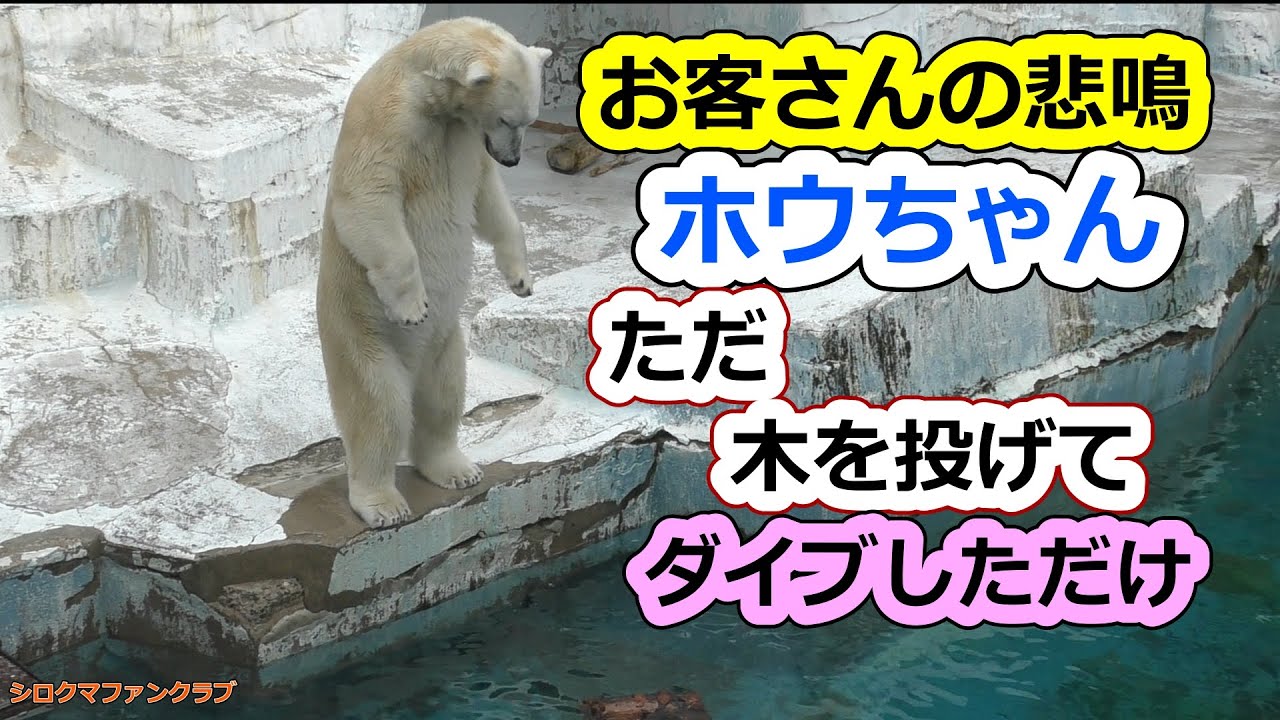 Посетители кричат ​​💗 Хо-тян просто бросил дерево и нырнул [Tennoji Zoo]