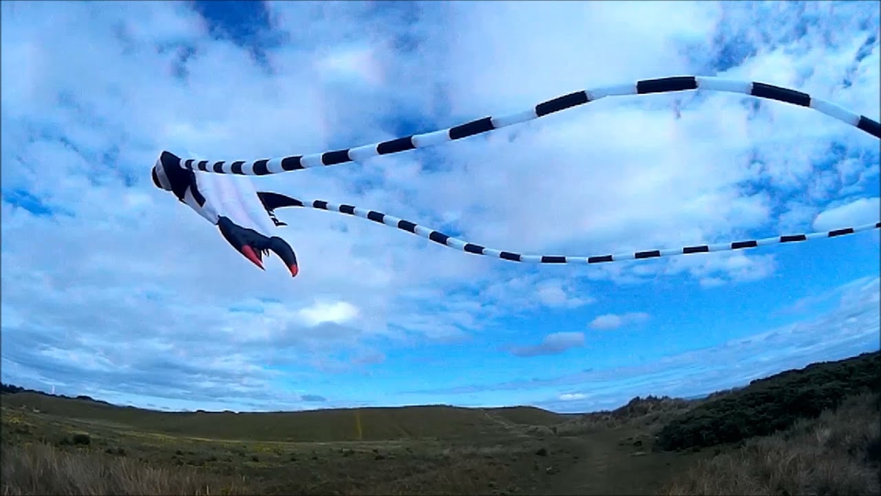 Big Trilobite kite