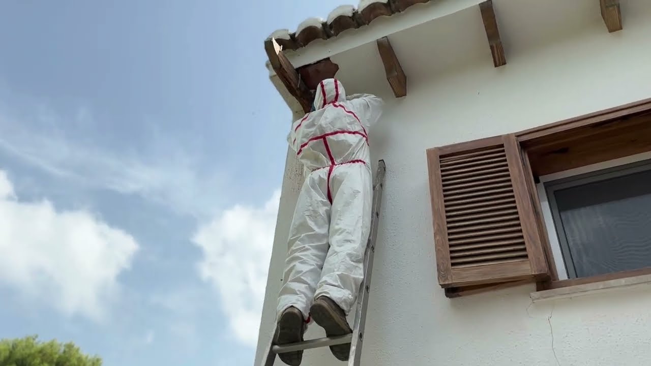 Eliminar nido de avispas en fachada de casa 🐝