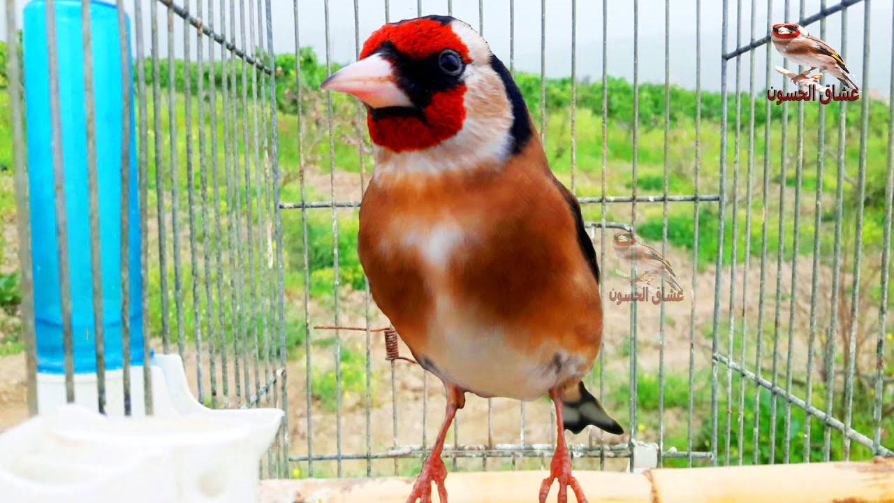 Щеглы поют для воспитания молодняка, эта птица самая лучшая. научить цыплят