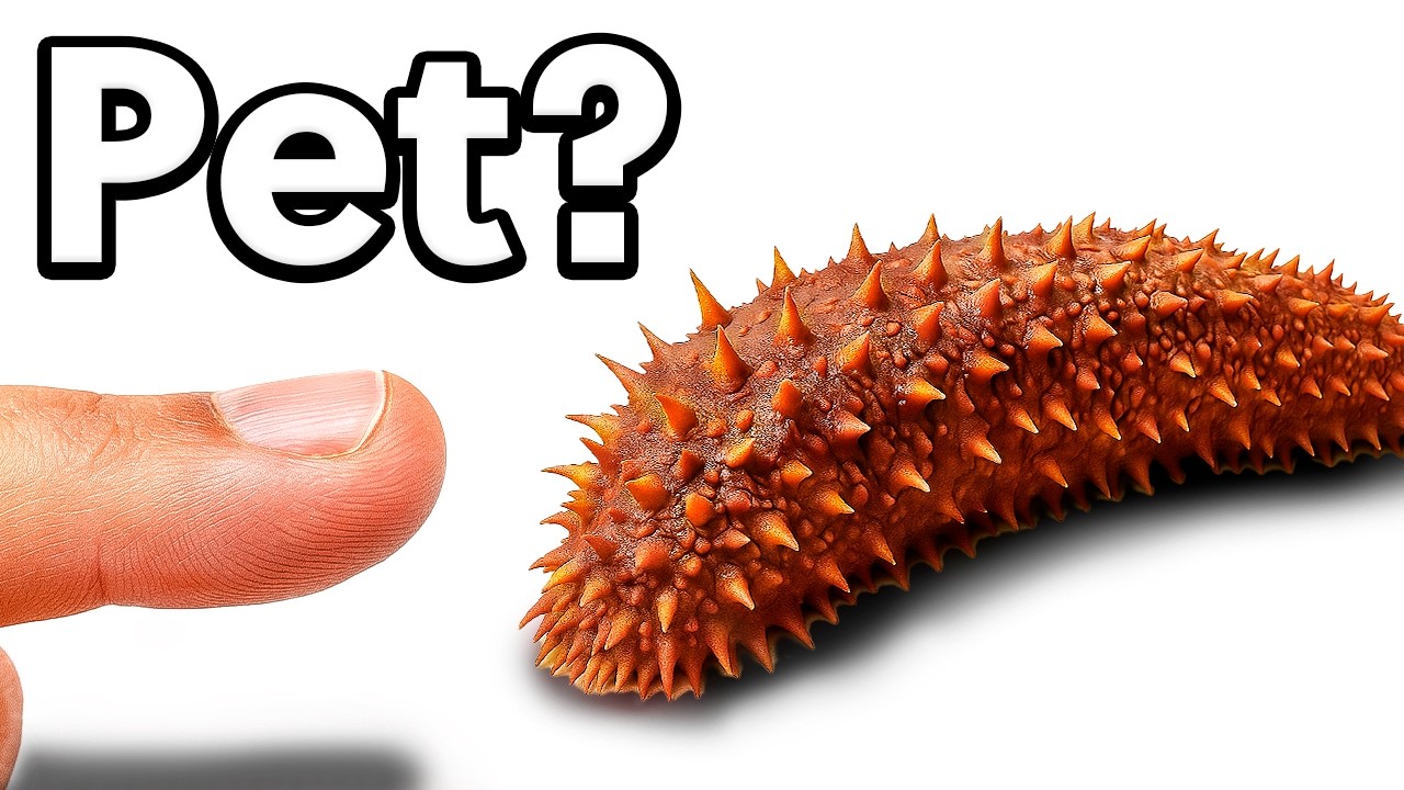 I Have a BIZARRE Sea Creature as a Pet (yes, it&rsquo;s real!)