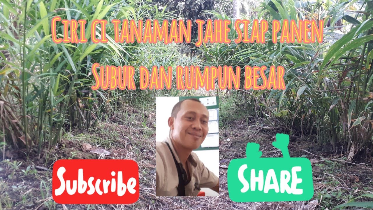 ciri ciri tanaman jahe sudah bisa di panen#jahe umur 7 bulan#muncul bunga jahe
