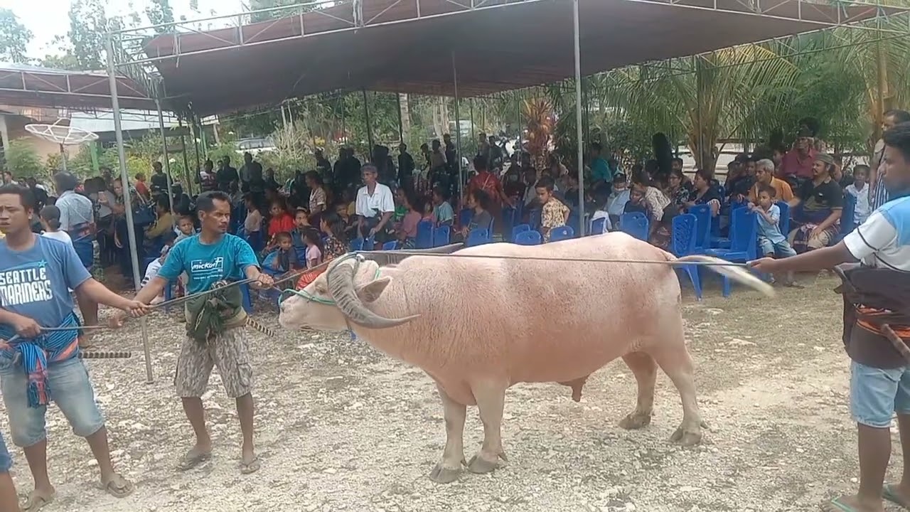Rombongan bapak John lado wakil bupati Sumba barat, lamboya padede watu# Sumba barat#