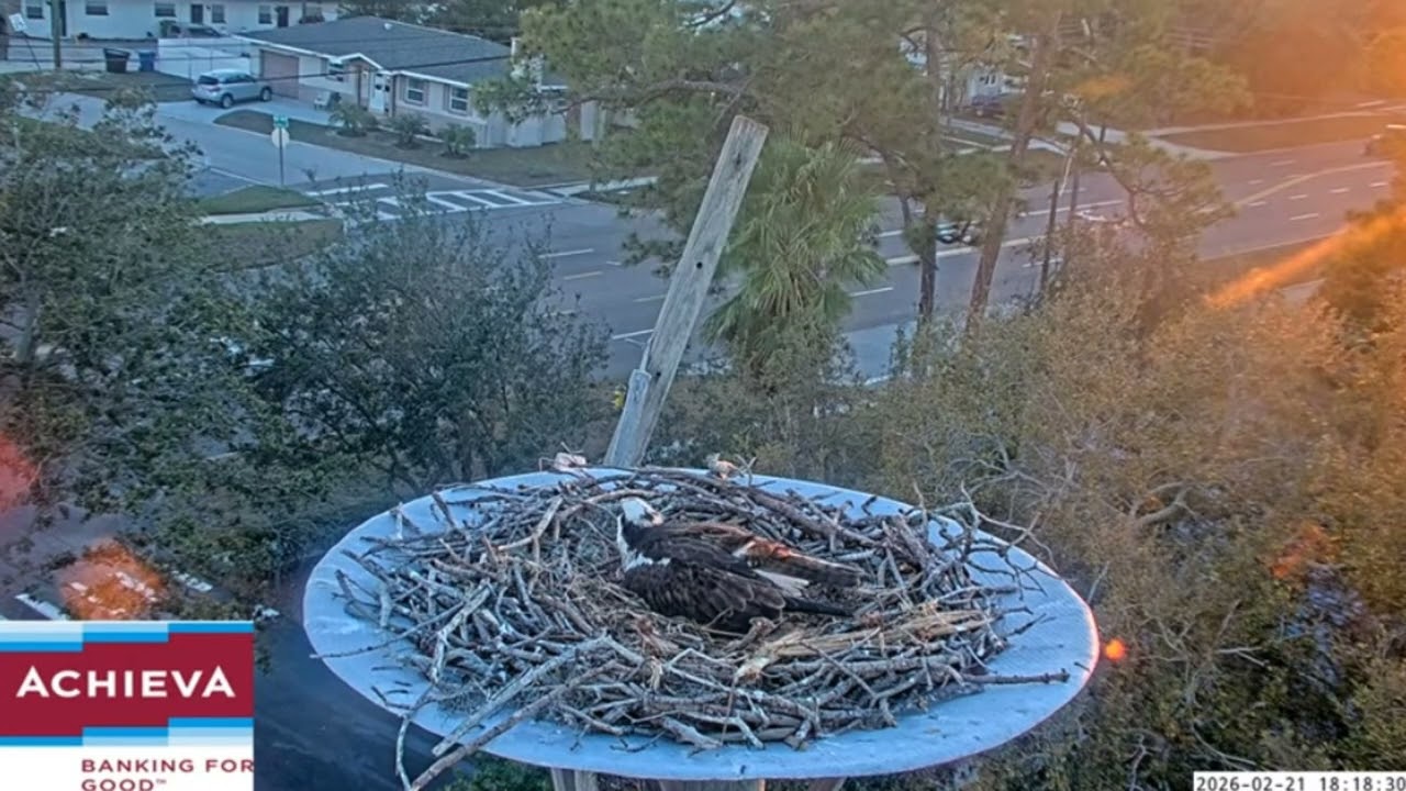 Jill lays egg #2, 2/21/26 - Achieva osprey nest