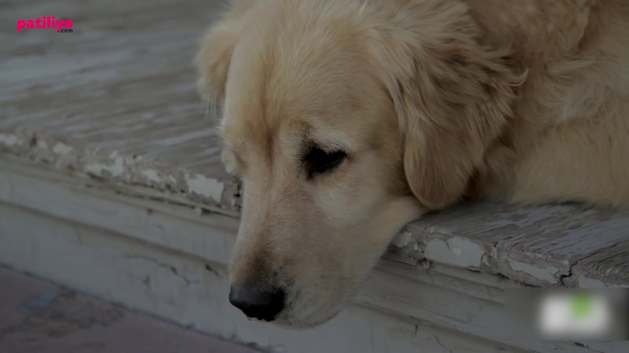 Köpekler Kaç Yıl Yaşar? Köpeklerin Ortalama Ömrü