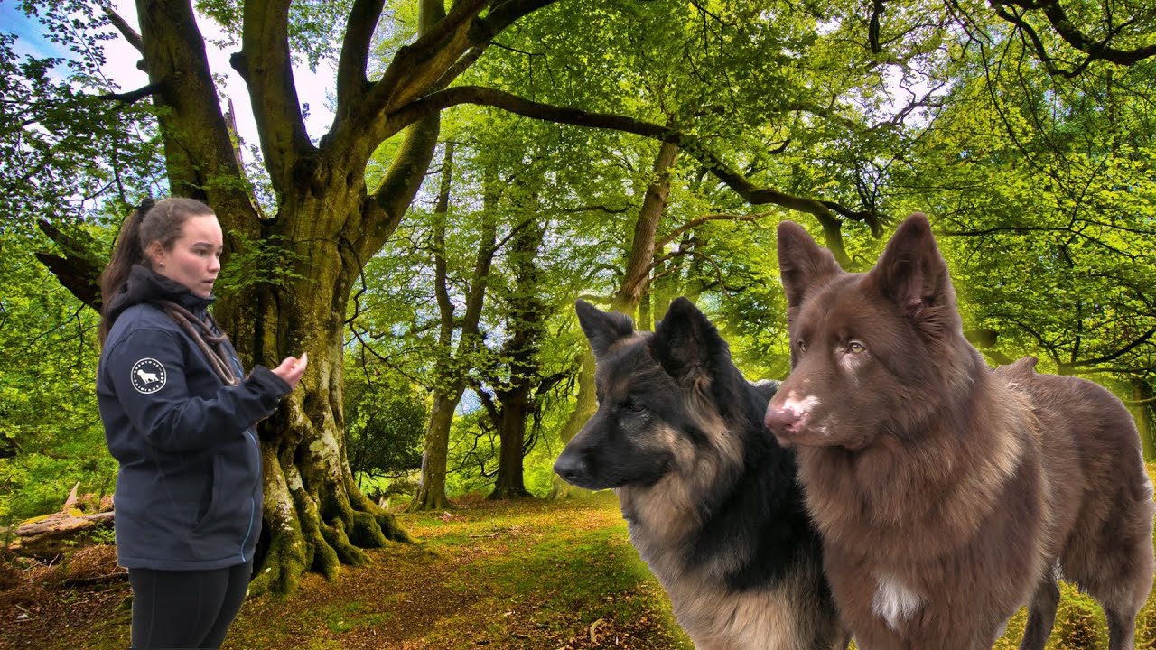 Dog & People Reactive GSD (with Sophie}