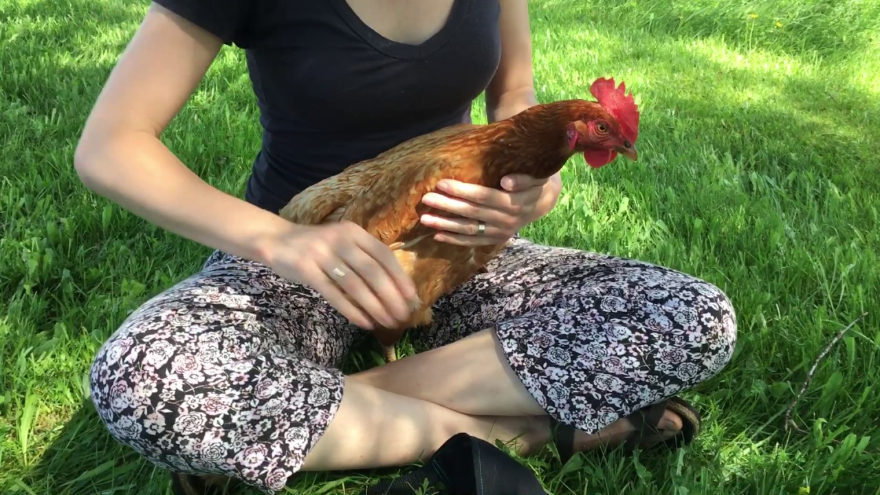 Putting on your chicken diaper