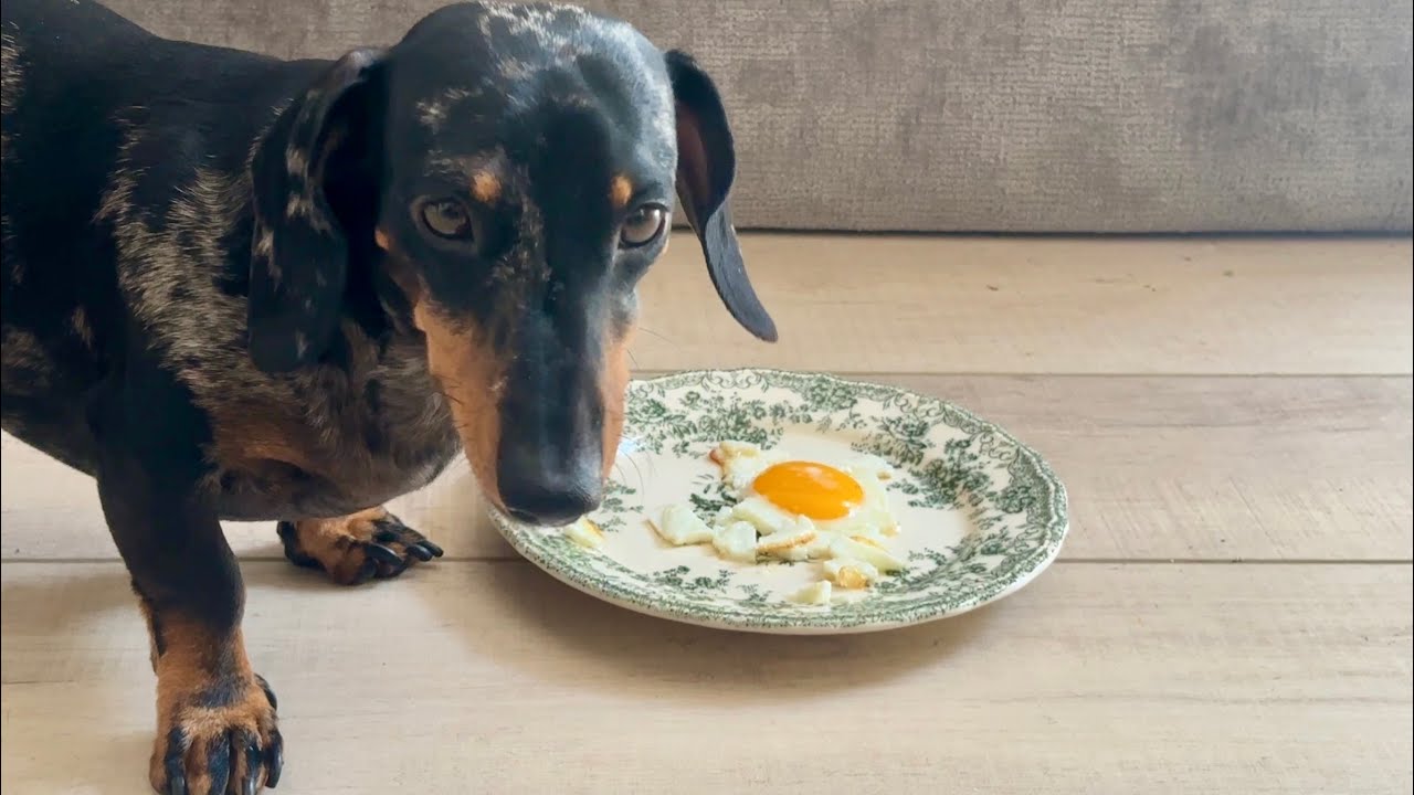 MINI DACHSHUND'S UNFORGETTABLE FRIED EGG EXPERIENCE