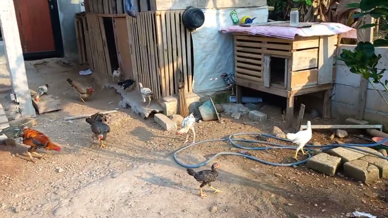 CARA SUKSES TERNAK AYAM KAMPUNG‼️SEKALA RUMAH