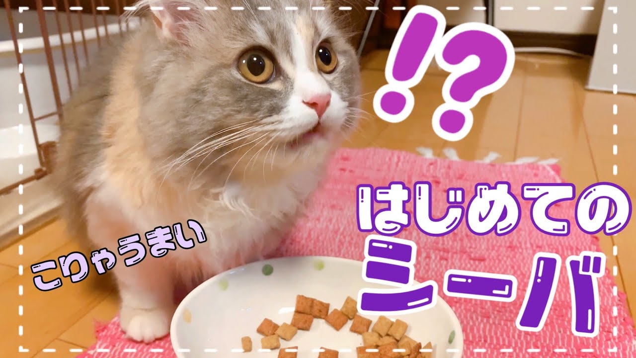 【咀嚼音あり】食いしん坊ラガマフィンくわいに初めてシーバをあげたら反応が面白かった【カリカリ】