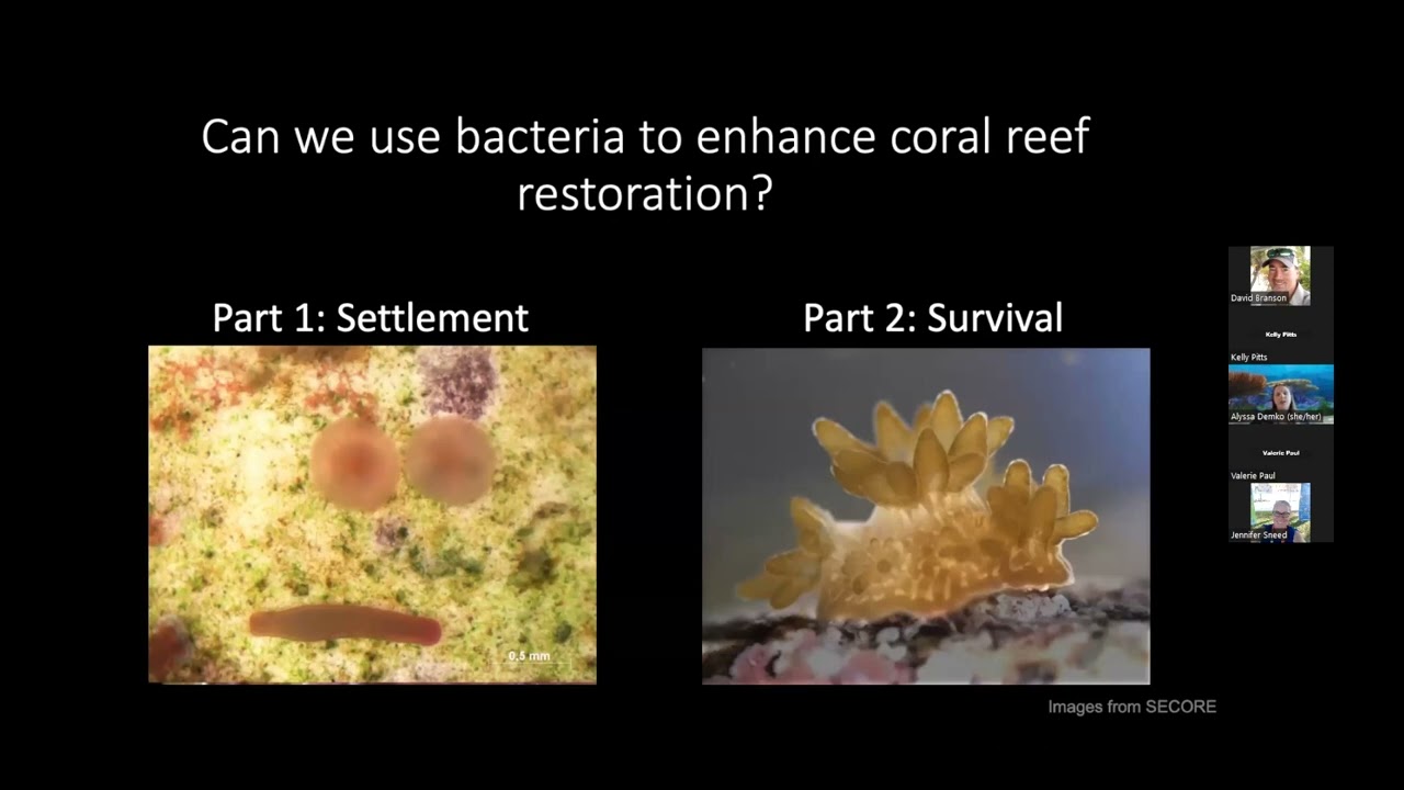 Microbes and Coral Larvae: Using Bacteria to Enhance Coral Restoration Efforts