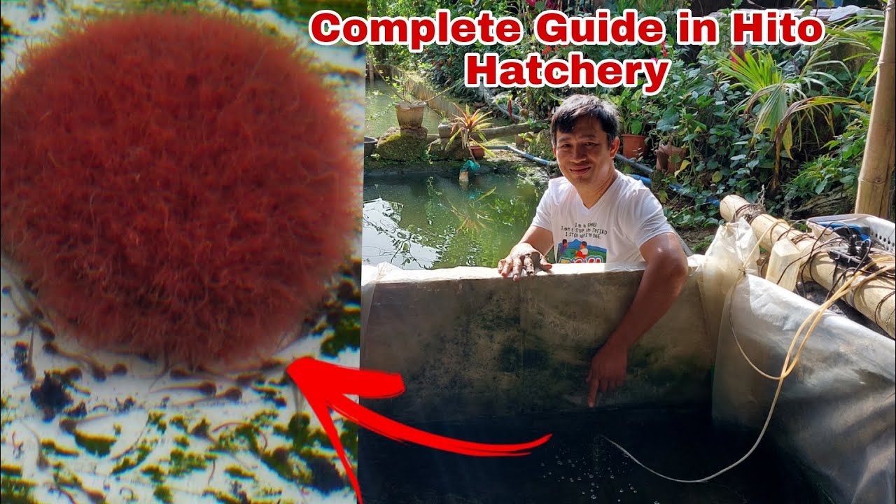 How to Grow and Survive Hito from Fry to Fingerlings? Must watch