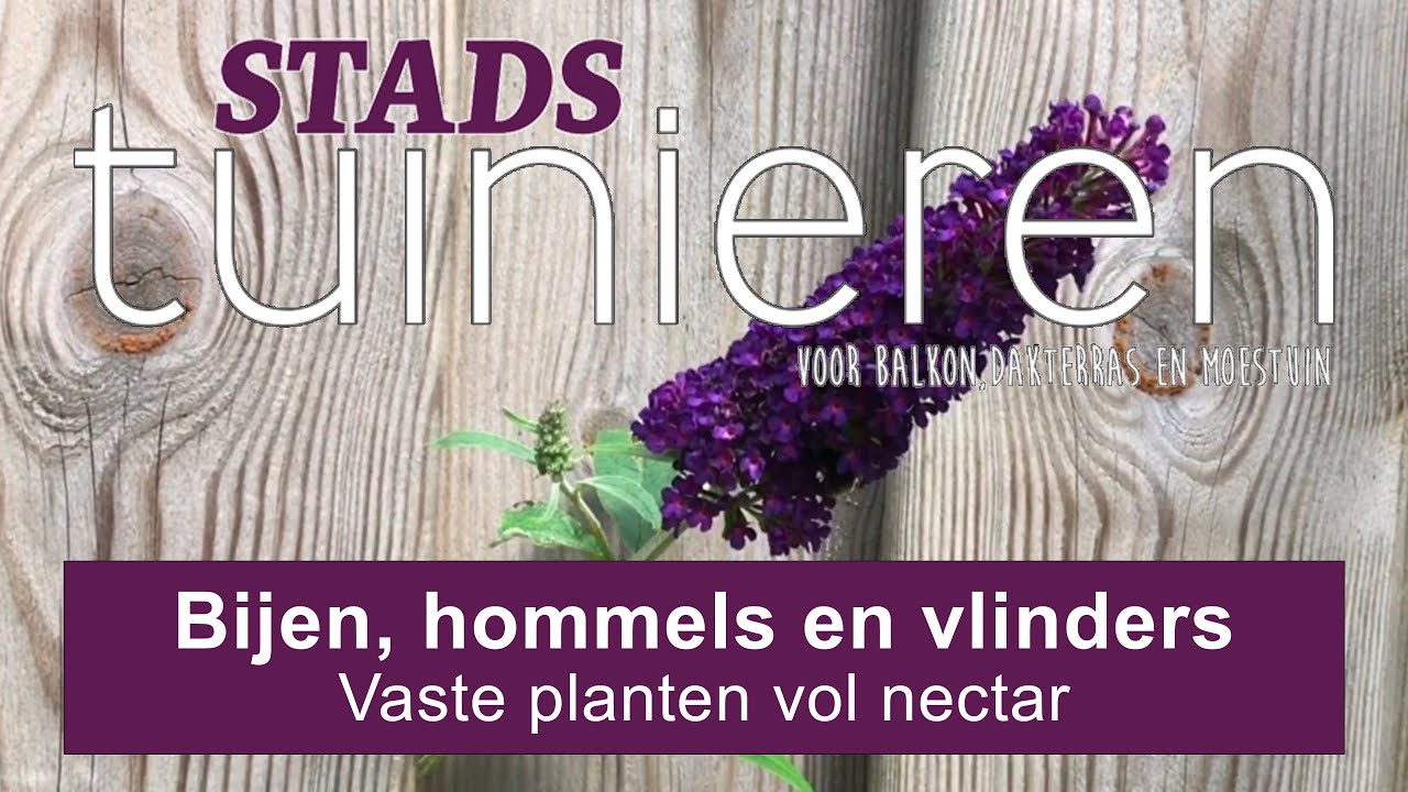 Stadstuinieren - Insecten lokken naar je tuin #moestuin