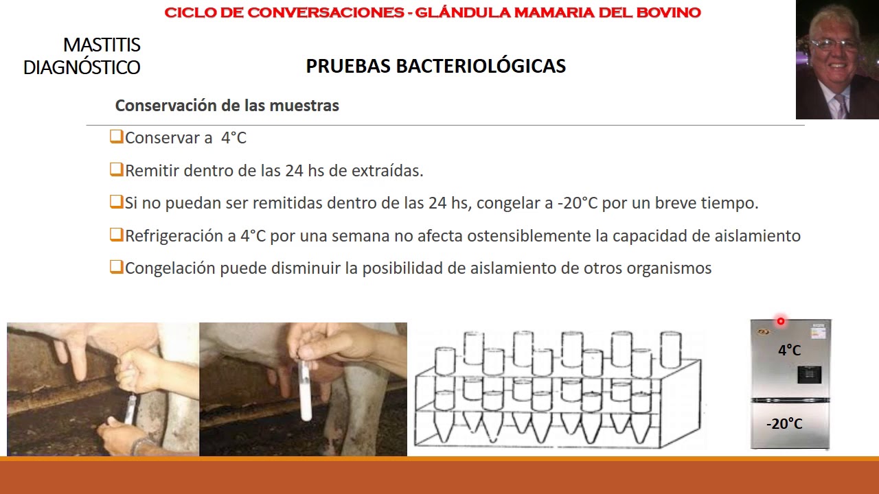 Mastitis Bovina: Diagnostico Parte 3