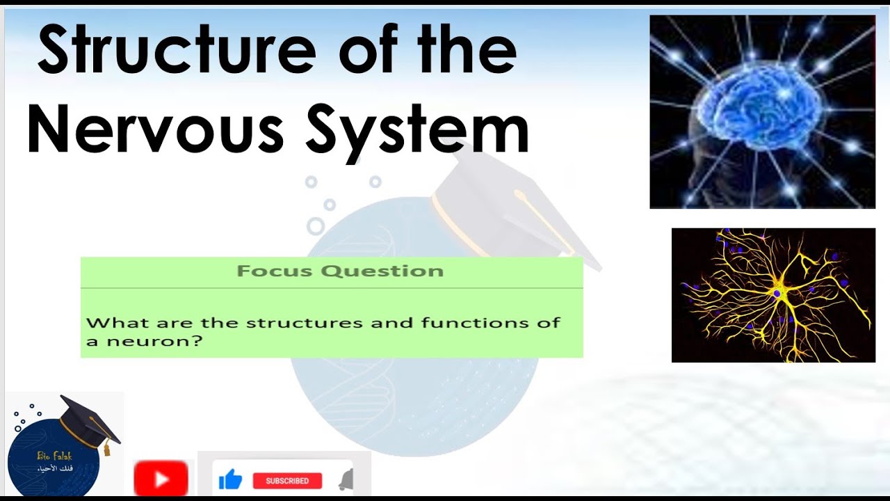 lesson1 structure of nervous system