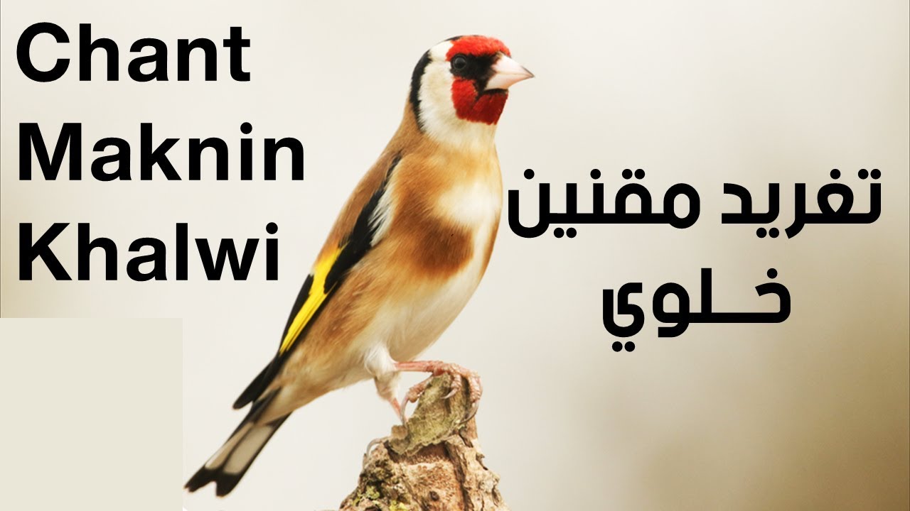 أقوى تغريد مقنين خلوي لتعليم الفراخ | Chant Maknin Khalwi | 2018