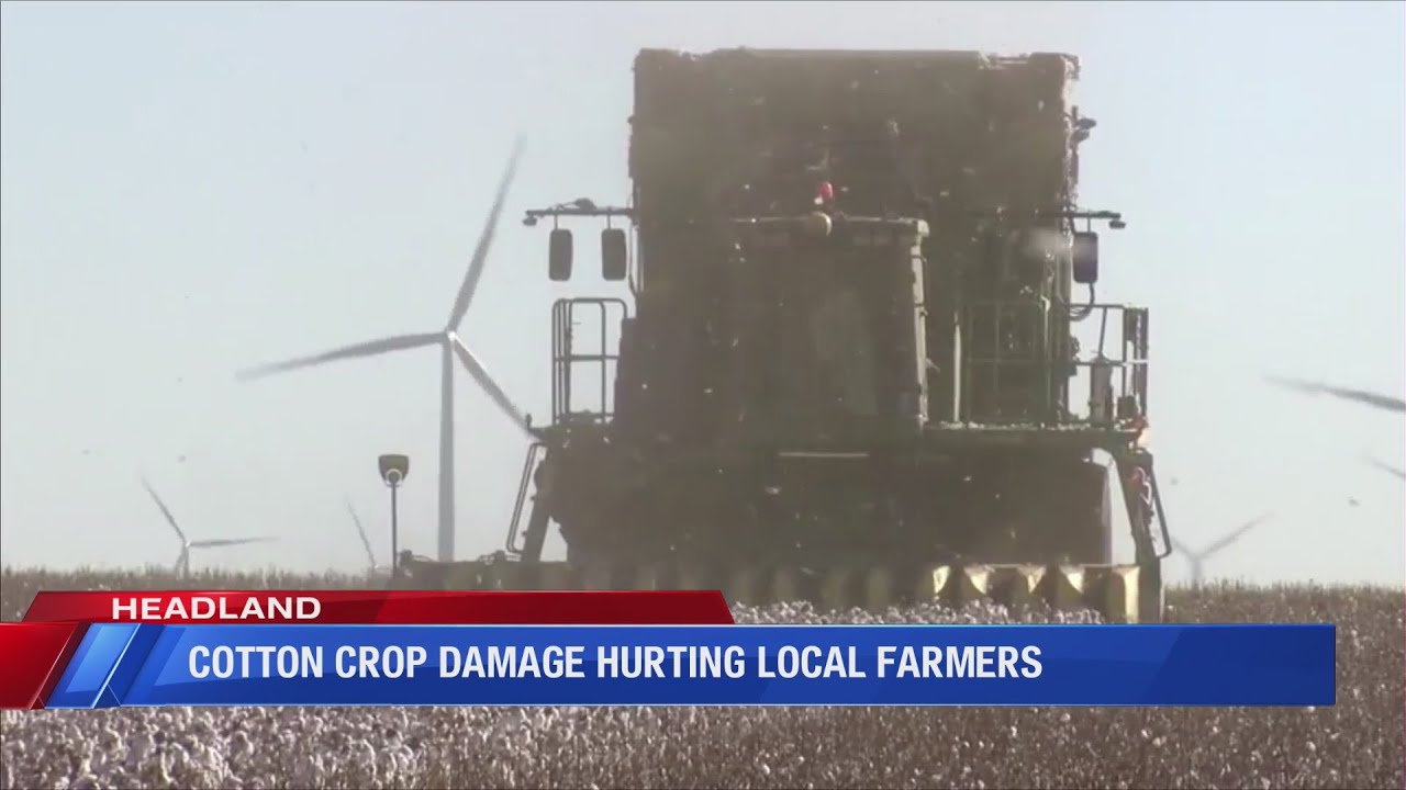 Cotton crop damage hurting some pockets