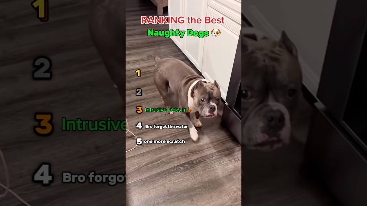 Ranking the best naughty dogs ❤️ #dog  #animals  #love