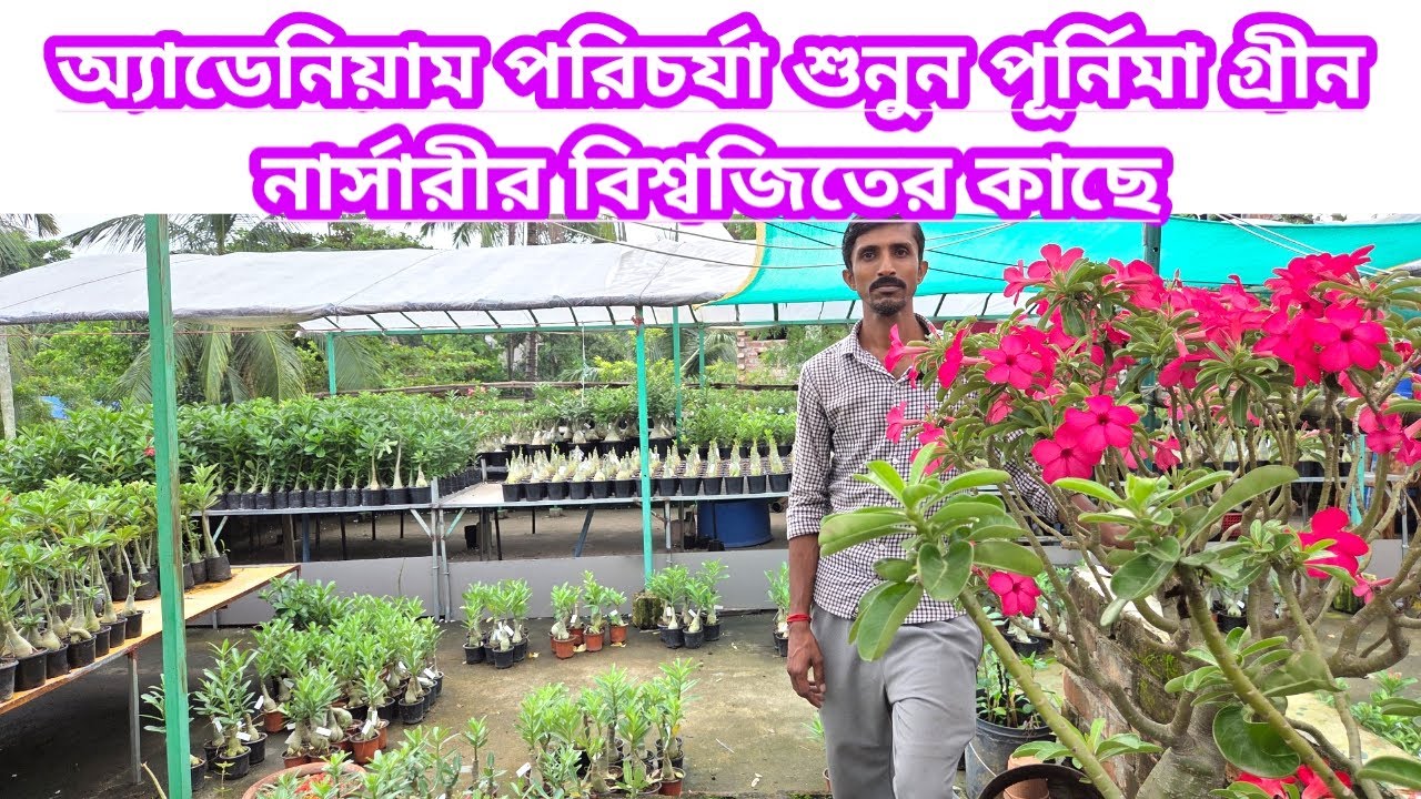 অ্যাডেনিয়াম পরিচর্যা জানুন পূর্ণিমা গ্রীন নার্সারির বিশ্বজিতের কাছে||Adenium Care||