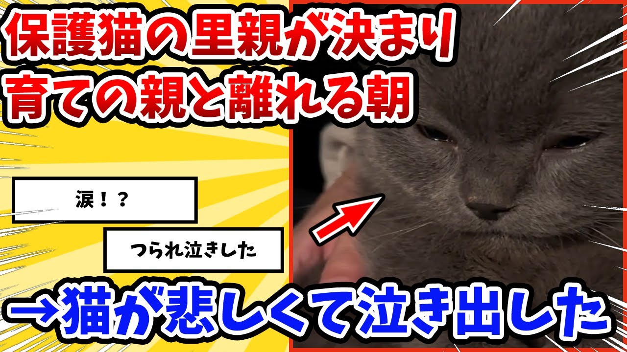 【2ch動物スレ】保護猫の里親が決まり、今まで育ててくれた主と離れる朝→猫を見たら涙が溢れ出してた結果