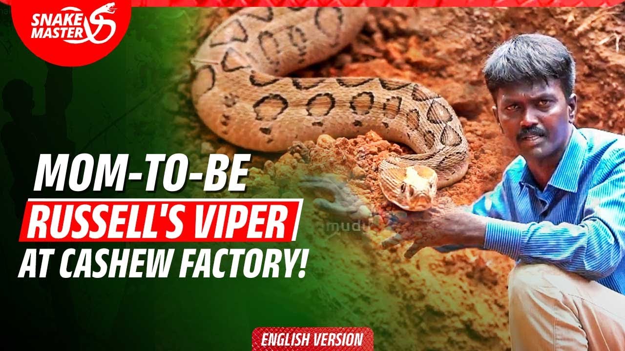 EP 16 | Vava Suresh's Latest Snake Rescue Mission | Cashew Factory Rescue