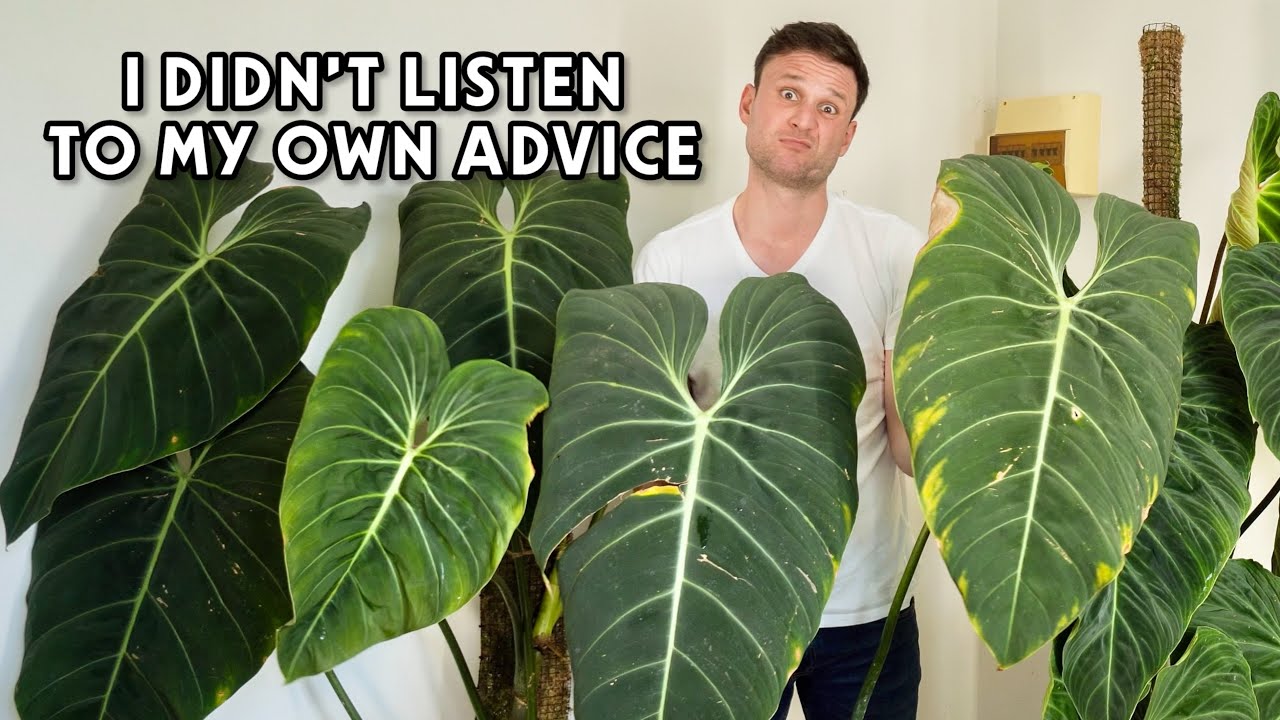 CHOP & EXTEND GONE WRONG - what happened to my Philodendron 'Glorious'? 6 month update