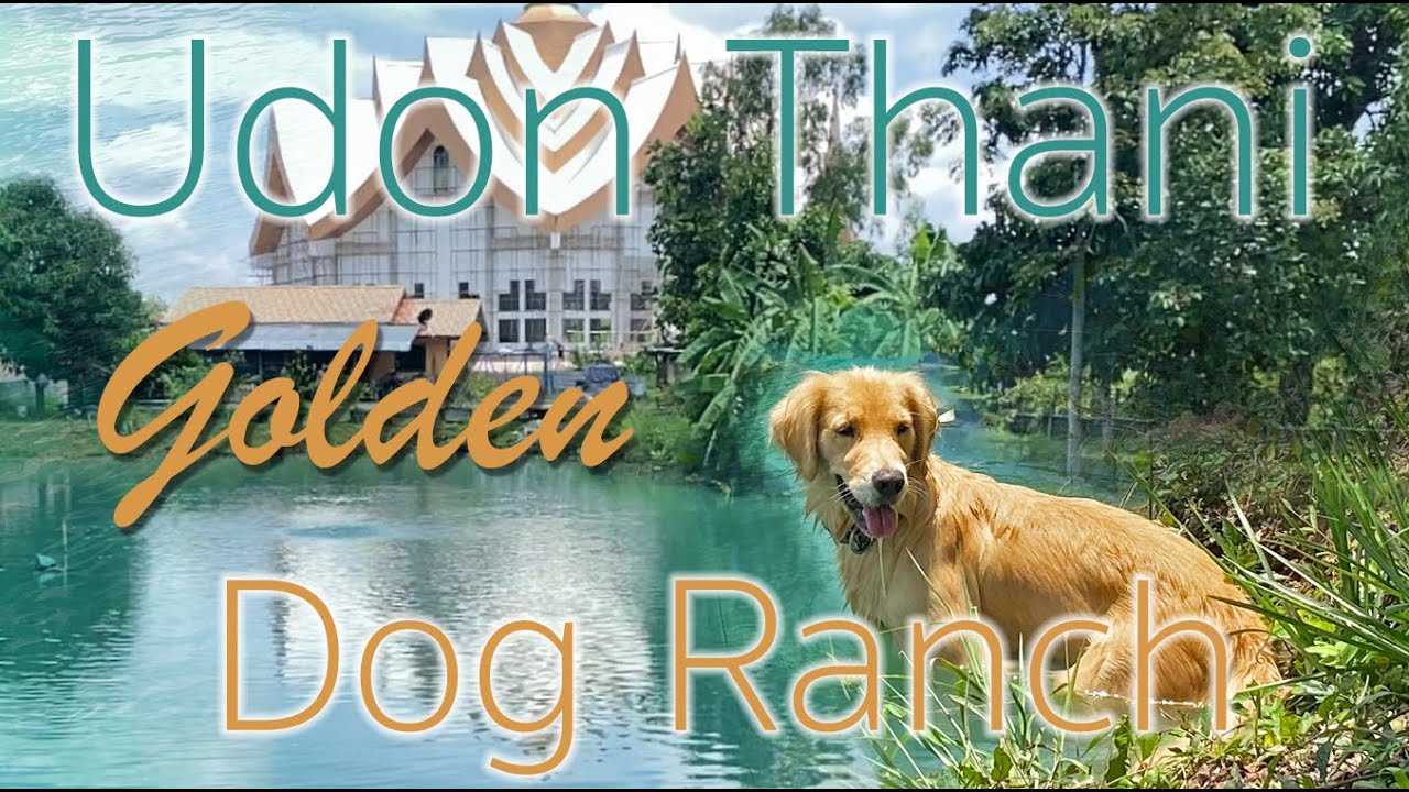 Udon Thani Golden Dog Ranch