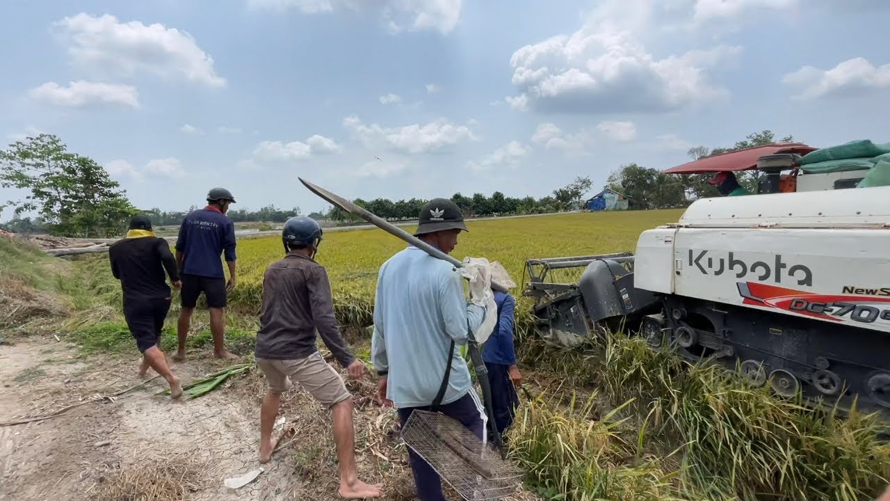 Trúng Lớn - Săn Chuột Đồng Theo Máy Cắt Nhiều Khủng Hoảng | Hunting | - TT1896
