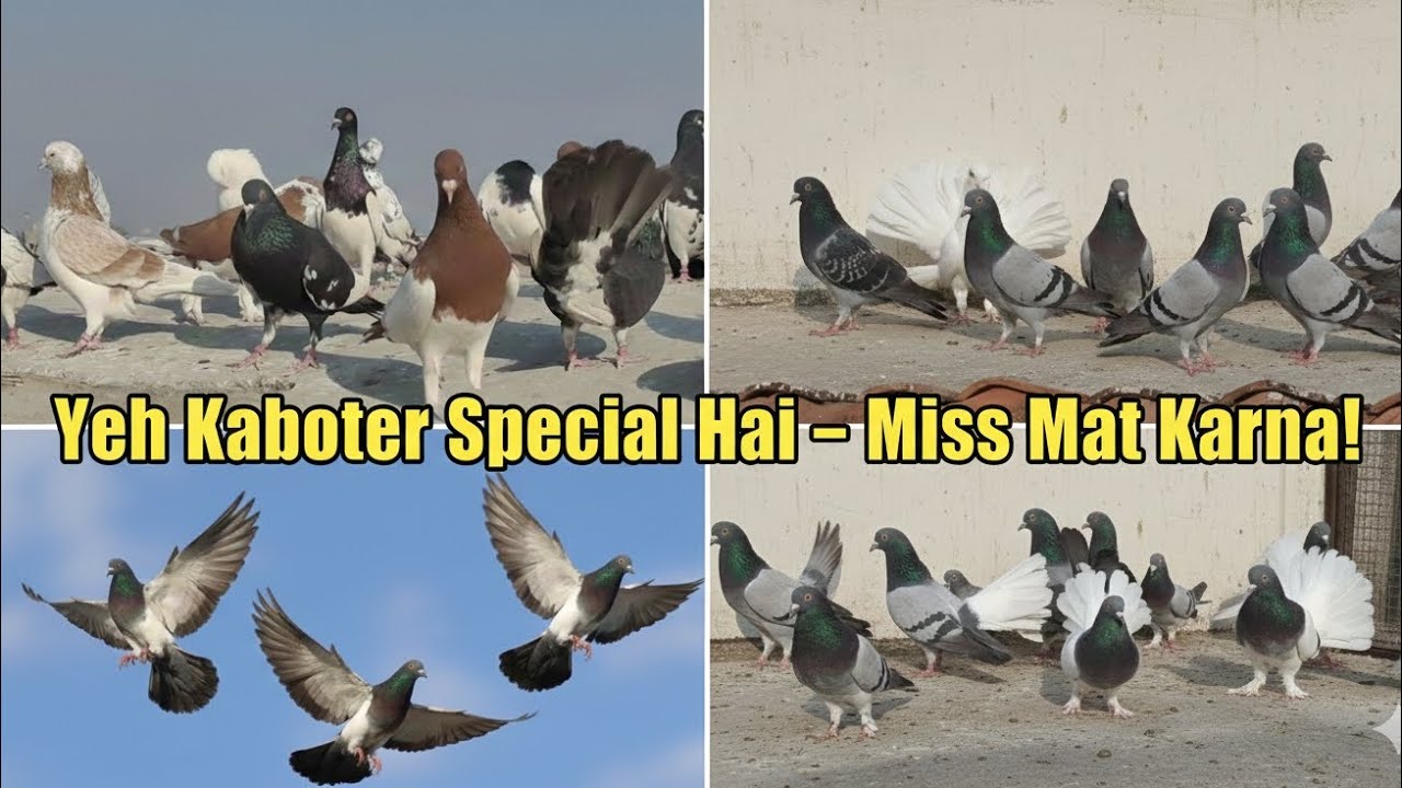 Yeh Kaboter Special ♥️ – Miss Mat Karna | 😱Aaj Ki Sab Se Zabardast VideoVideo .🔥