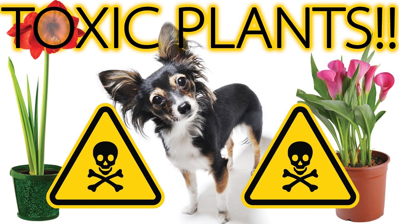 Keep your Chihuahua away from these 7 POISONOUS Plants | Sweetie Pie Pets by Kelly Swift