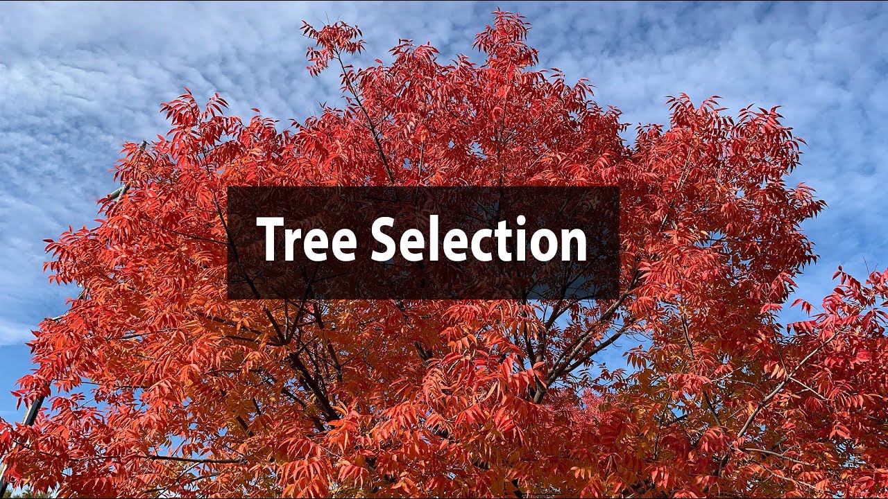 Tree Selection