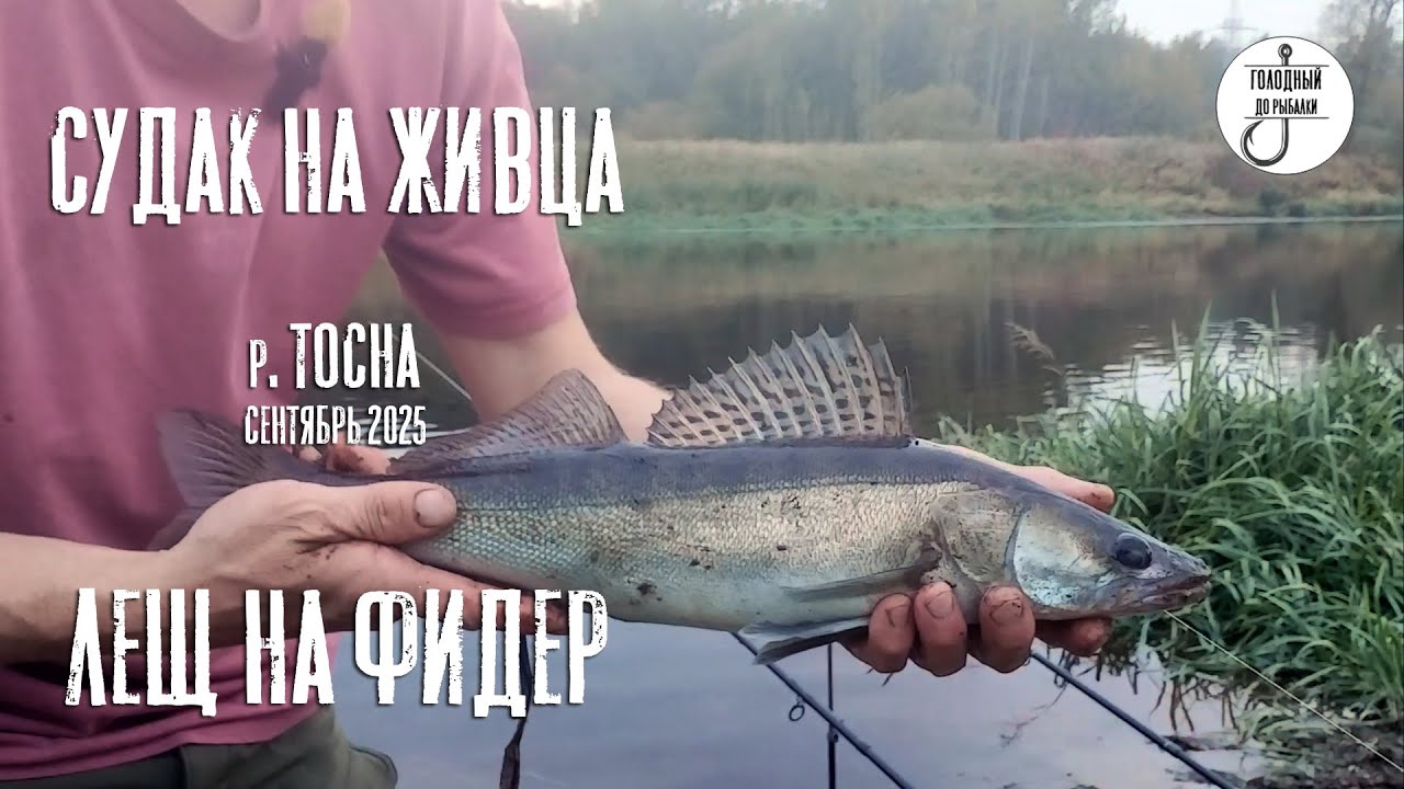 Неожиданный судак на Тосне! Ловля на фидер и сенсация на донку.