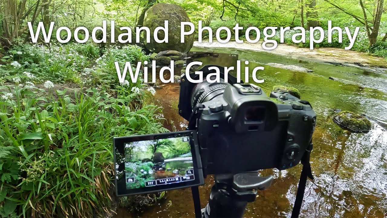 Woodland Photography: Photographing Wild Garlic
