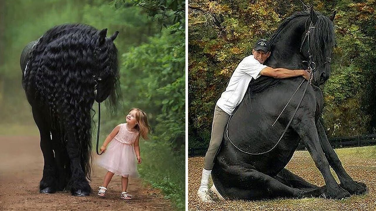 Horse SOO Cute! Cute And funny horse Videos Compilation cute moment #8