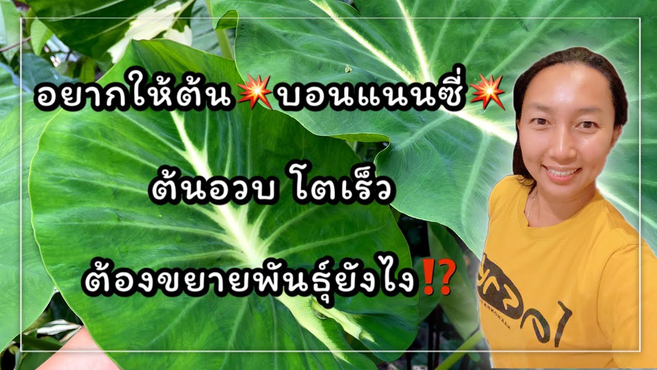 Colocasia nancy propagation tips, วิธีขยายพันธุ์ บอนแนนซี่ ให้ได้ต้น อวบ ใหญ่ โตเร็ว | สวนอุ่นดิน