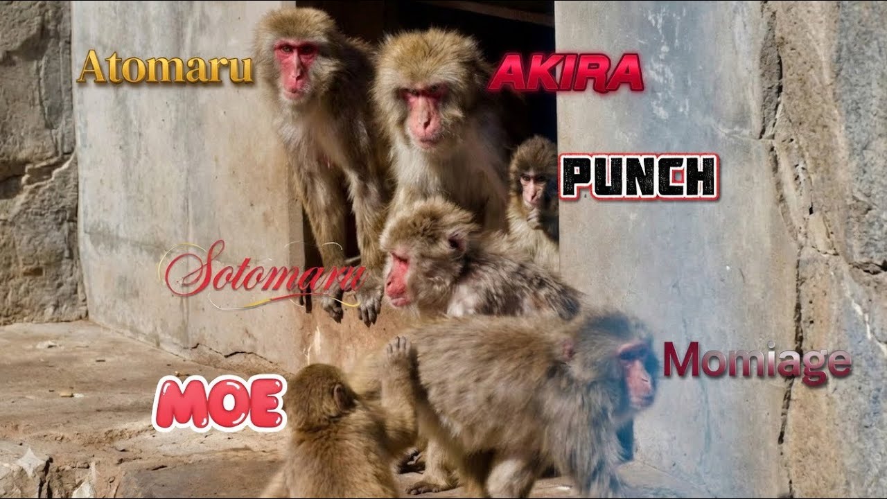 ¡Punch, el Macaco Japonés! 🐒 El momento MÁS adorable en el zoo (nadie ha visto esto)