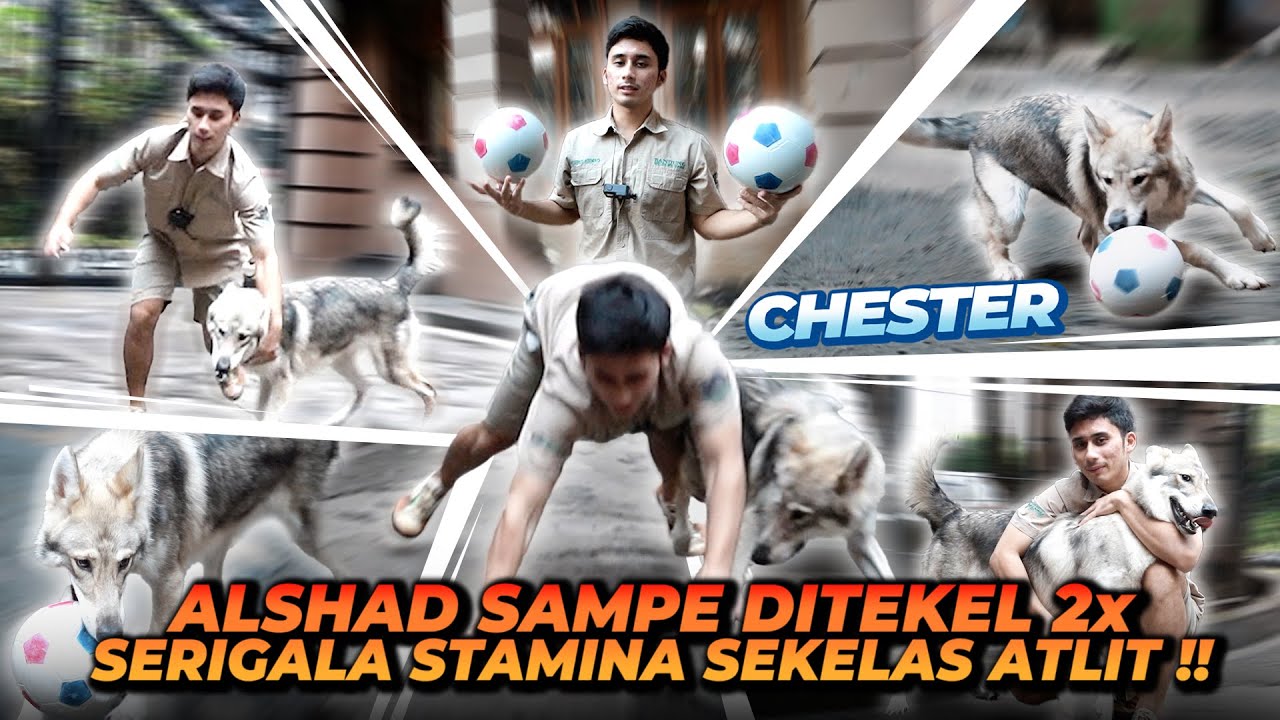 MAIN BOLA SAMA CHESTER SI SERIGALA !! ALSHAD SAMPE DITEKEL 2X !! ENERGI NYA GA ADA OBAT !!