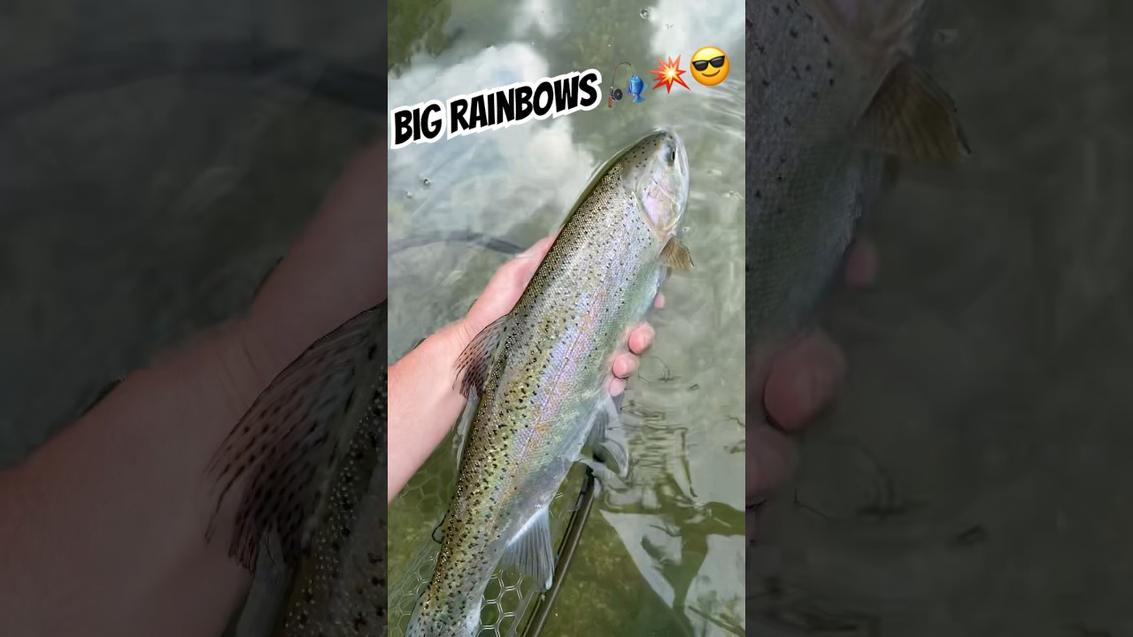 Wild Slovenian Rainbows 😍🇸🇮🎣 #rainbowtrout #flyfishing #slovenia