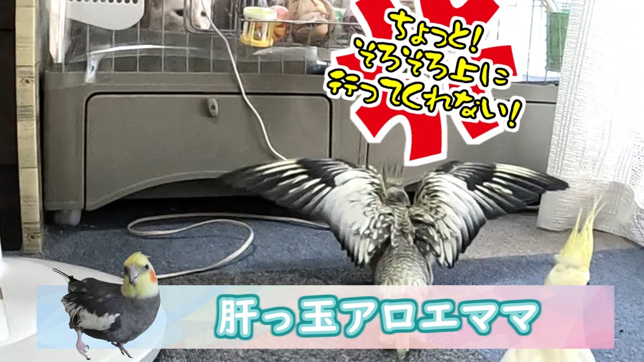【オカメインコ】肝っ玉アロエママ