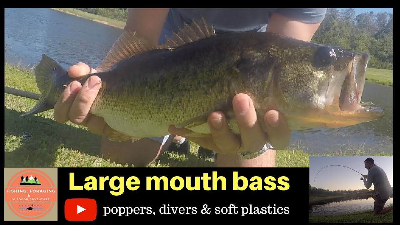 LARGE MOUTH BASS - Poppers, divers and soft plastics