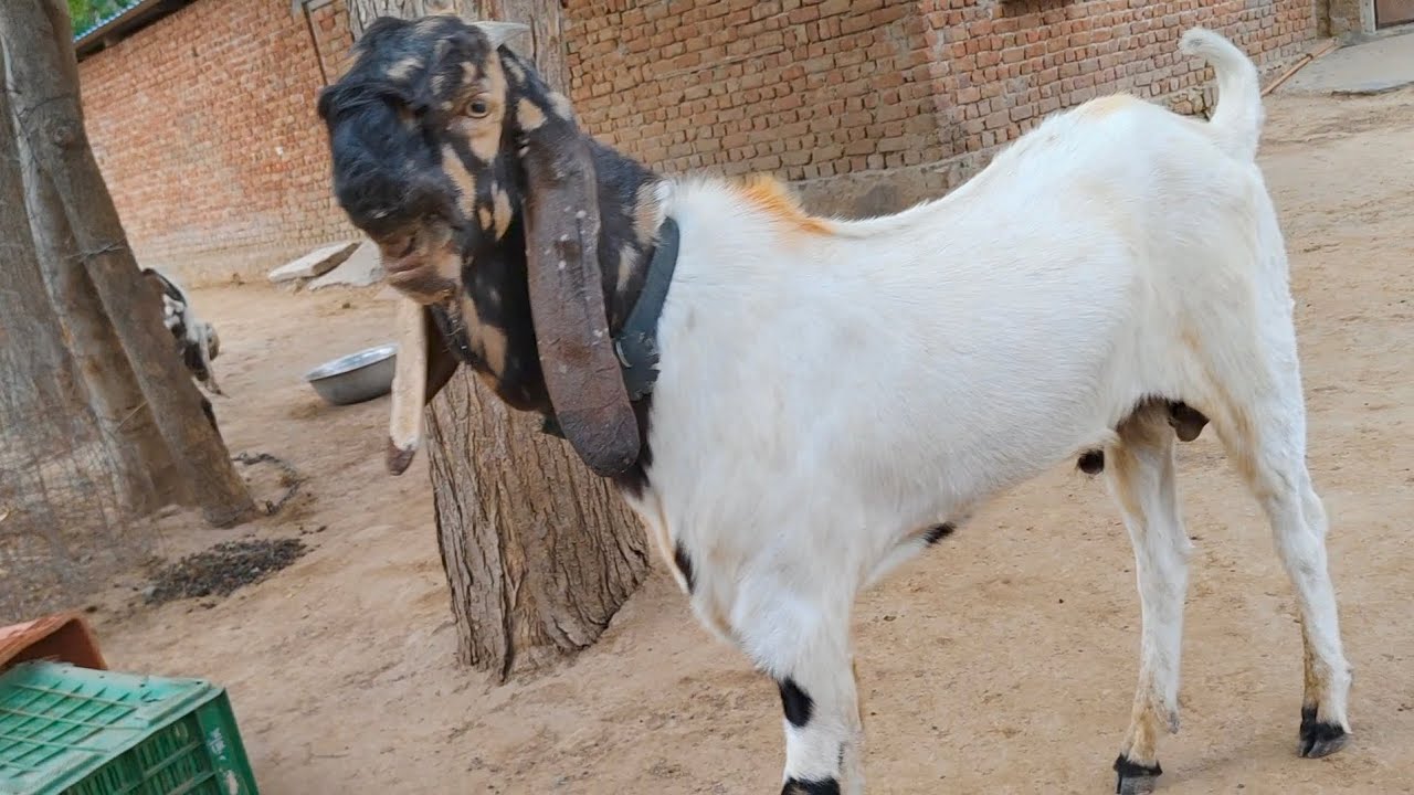 #Totapuri #Bakra full puch face me nember one quality in rajsthan #balaheribakramandi #goatfarming