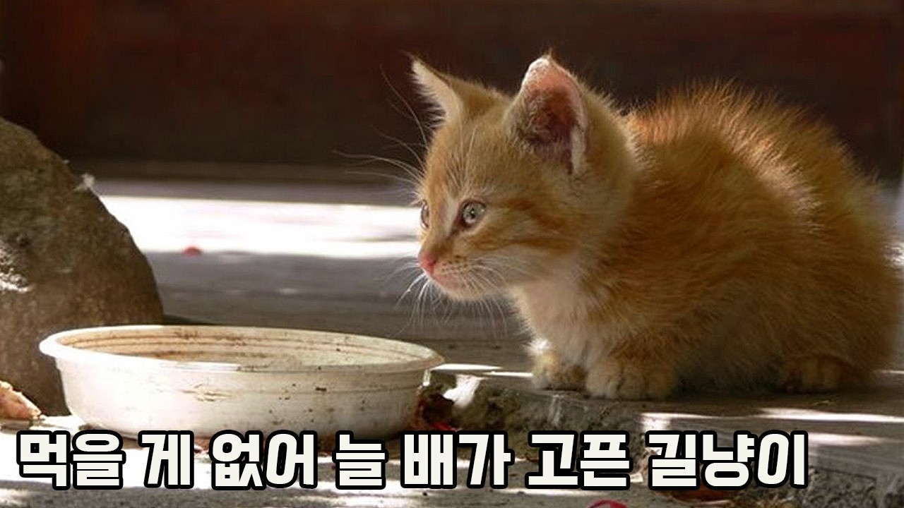 유기동물 위해 인생을 바친 남자의 위대한 도전, 5천마리 길고양이 살리는 프로젝트 시동