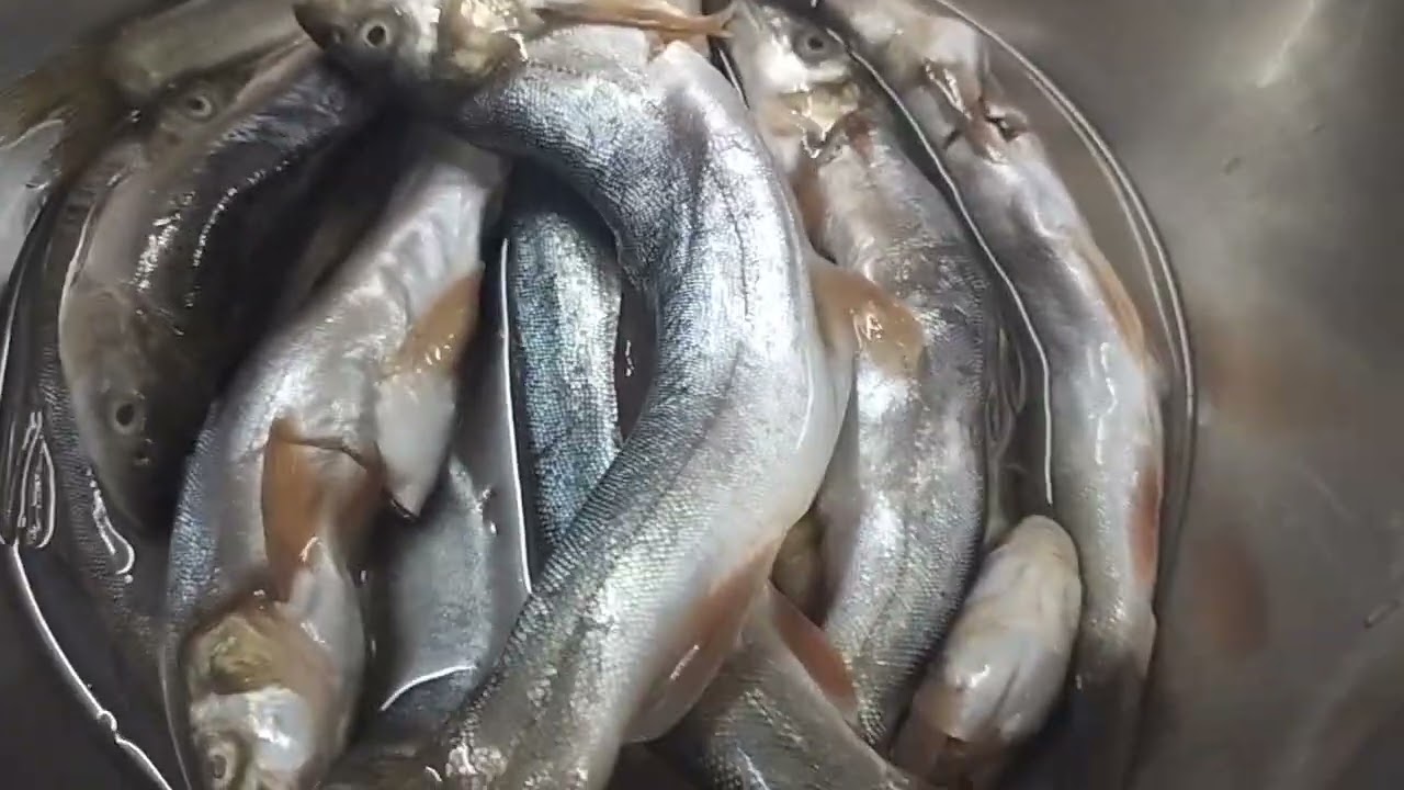 asala fish order garnus enjoy Linus hai