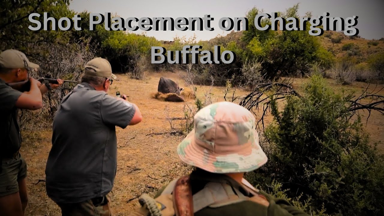 Shot Placement on Charging Buffalo