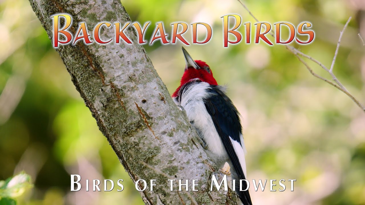 Backyard Bird Watching 4K - Immersive Midwest Songbirds with Crystal Clear Nature Audio