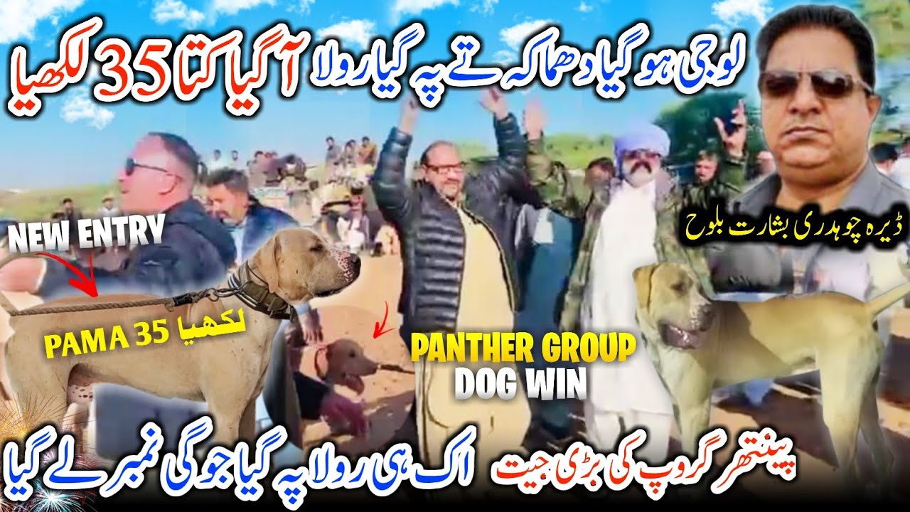 Panther Group New Entry at Dera Ch Basharat Baloh 😍 Aa Gya 35 Lakhiya || Jogi Dog Win || Vlog