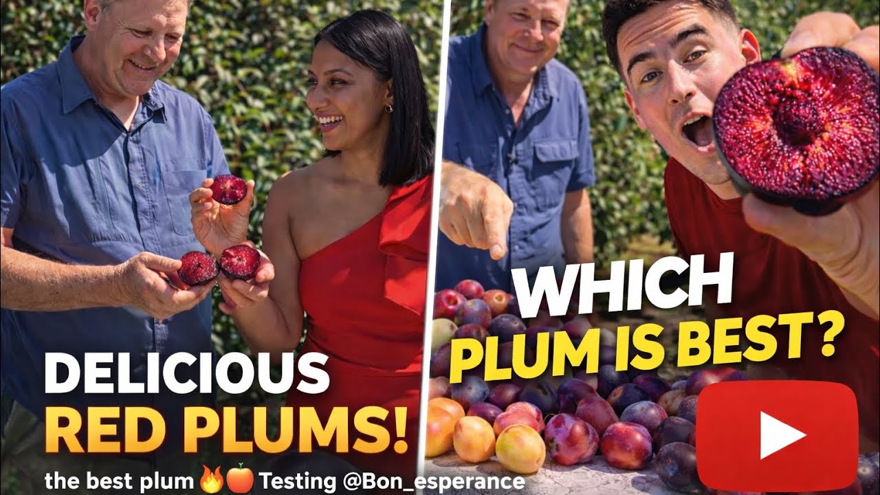 Inside Bon Esperance: Testing Every Plum Variety with the Owner 🍑🔥@BonEsparance_Plums_production 