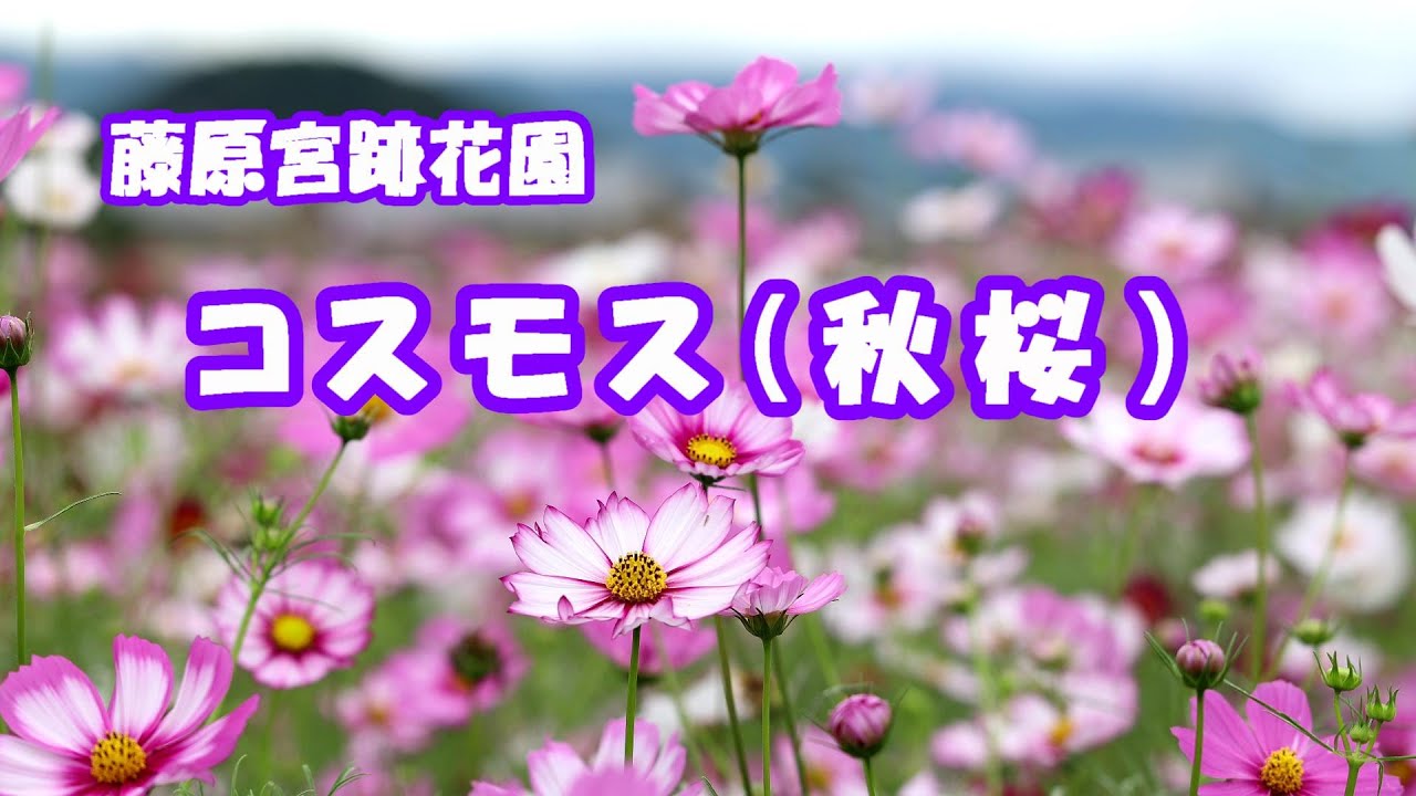 【風景動画】コスモス　藤原宮跡花園「秋ゾーン」約240万本のコスモスが咲き乱れる